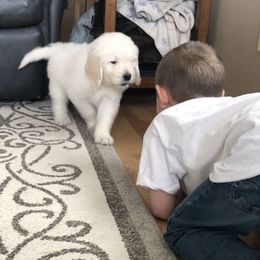 Goldendoodle Puppies from Kellee's Goldendoodles