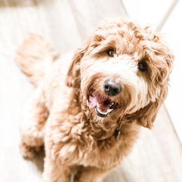 Mali - Goldendoodle