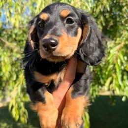 Black and Tan - Black and tan female Dachshund puppy in Nampa, Idaho from Long_and_Low_Dachshunds