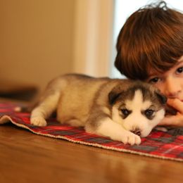 Siberian Husky Puppies from East Inn Huskies