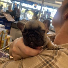French Bulldog Puppies from MaFrenchiesBadandBoujee