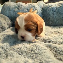 (Gold ribbon) - Blenheim male Cavalier King Charles Spaniel puppy in Albany, Georgia from Legend Cavaliers