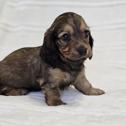 Dachshund Puppies from LoveLee Dachshunds