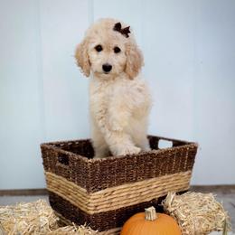 Blossom - Red  female Goldendoodle puppy in Boise, Idaho from Goldendoodle Baby
