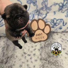 Boy 3 - Fawn male Pug puppy in Keysville, Georgia from Rollee Pollee Pugs