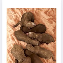 Female 2 - Apricot female Goldendoodle puppy in Sterling, Connecticut from Justine’s Retrievers and Doodles