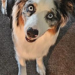 Australian Shepherds from Portage River Aussies