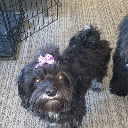 Libby - Havanese