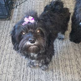 Libby - Havanese