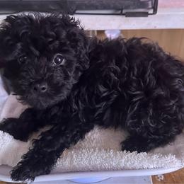 Tina - Black female Yorkipoo puppy in Eden, Maryland from Canines  Unlimited