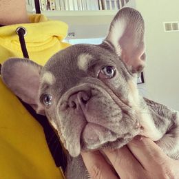 French Bulldog Puppies from Ark Frenchies Limited