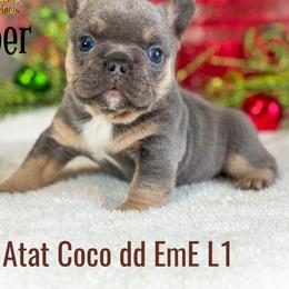 French Bulldog Puppies from Toy House Frenchies