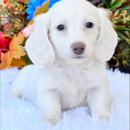 Dachshund Puppies from River Run Dachshunds