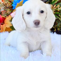 Dachshund Puppies from River Run Dachshunds