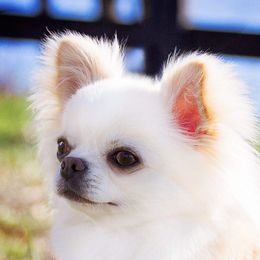 Leo - Chihuahua