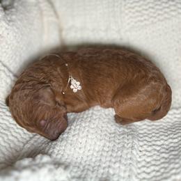 Comet - Red female Bernedoodle puppy in Greenville, South Carolina from Halo BerneDo