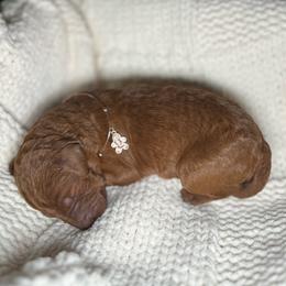 Comet - Red female Bernedoodle puppy in Greenville, South Carolina from Halo BerneDo