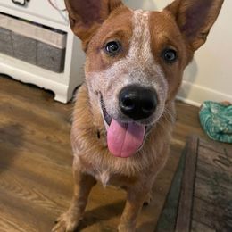 Gryffin - Red mottled male Australian Cattle Dog puppy in Monroe, North Carolina from Creek View Cattle Dogs