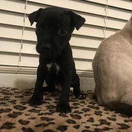 Blackjack - Black and white male Chihuahua puppy in Mesa, Arizona from Sun Valley Chihuahuas & Malinois