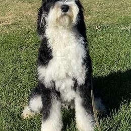 Reya - Bernedoodle