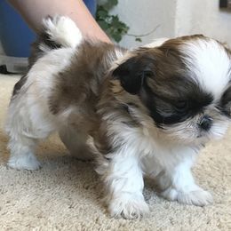 Shih Tzu Puppies from Willow Lane Shih Tzus