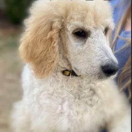 Poodle Puppies from Old Wire Puppies