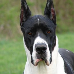 Boogie - Great Dane
