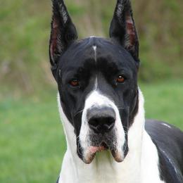 Boogie - Great Dane