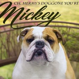 Boy 1 - Fawn and white Bulldog puppy in Ottawa, Ohio from Hermy's Bulldogs