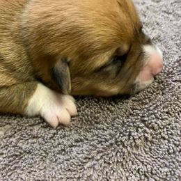 Pembroke Welsh Corgis from EllysEquines