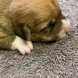 Pembroke Welsh Corgis from EllysEquines