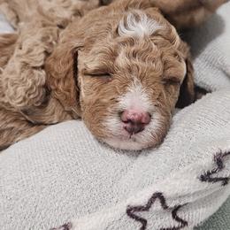 Cavapoo Puppies from Cool Cavapoos