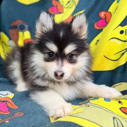 Sphinx - Black and white male Pomsky puppy in Centerville, Iowa from LJ Kennels Pomskies, LLC