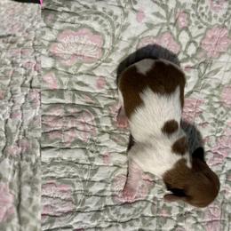 Maisie - Piebald female Dachshund puppy in Coatesville, Indiana from ADH Dachshunds