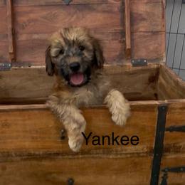 Yankee green collar - Wheaten male Whoodle puppy in Pima, Arizona from Schmidt's K9s