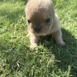 French Bulldog Puppies from Natal Frenchie Haus