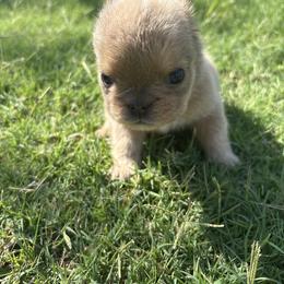 French Bulldog Puppies from Natal Frenchie Haus