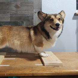 Flash - Pembroke Welsh Corgi