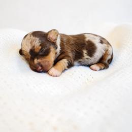 Ryder- CKC Registration - Dapple male Dachshund puppy in East Bend, North Carolina from Yadkin Valley Dachshunds