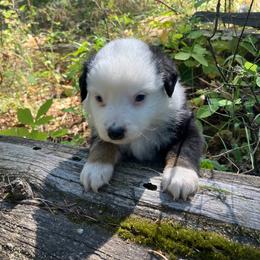 Cosmo - Blue merle male Miniature Australian Shepherd puppy in Priest River, Washington from Offgrid Aussies