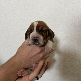 Nikki - Black brown and white female Basset Hound puppy in California from Happy Hills Bassets