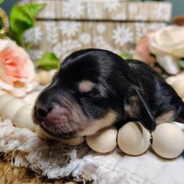 Callie - Black and cream female Dachshund puppy in Thomaston, Georgia from UGG Ranch