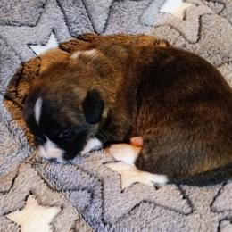 Juliet - Brindle and white female Cardigan Welsh Corgi puppy in Paonia, Colorado from Electric Mountain Cardigan Corgis
