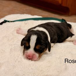 Rosco - Black tan and white male Beagle puppy in Mansfield, Missouri from Rippee Creek Kennel