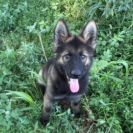 Belka - Sable female German Shepherd puppy in New Cambria, Missouri from Des Hausraben Shepherds