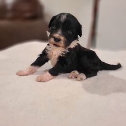 Bella - Black and white female Portuguese Water Dog puppy in Atmore, Alabama from Gulf Coast Puppies