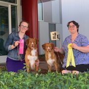 Nova Scotia Duck Tolling Retriever All Grown Up from RiverSong Tollers