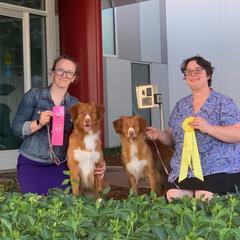 Nova Scotia Duck Tolling Retriever All Grown Up from RiverSong Tollers