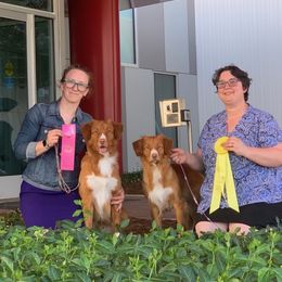 Nova Scotia Duck Tolling Retriever All Grown Up from RiverSong Tollers
