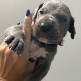 Rudolph - Blue male Great Dane puppy in Batavia, Illinois from Dream Danes House of Cambridge Great Danes